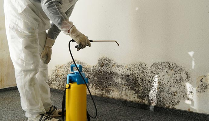 Black mold remediation