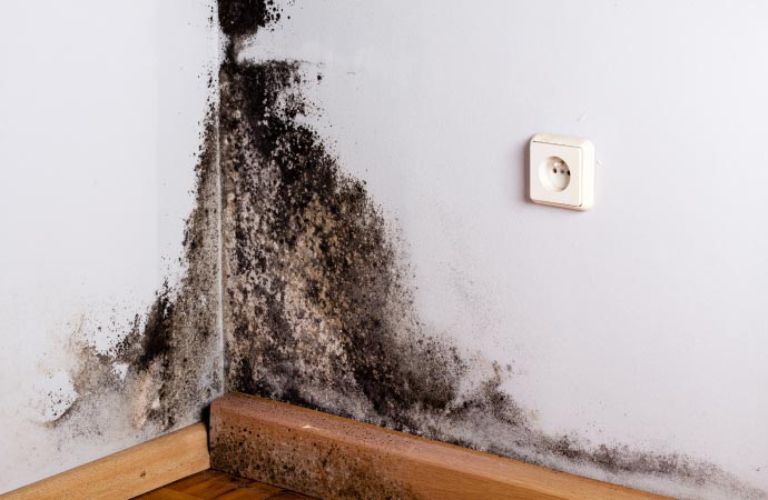 a visible black mold on a wall