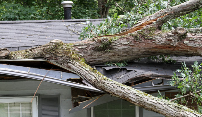 A large tree has fallen onto the roof of a house