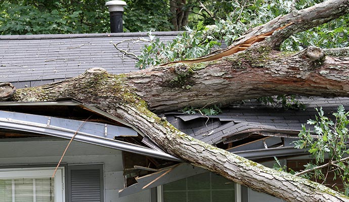 large tree damaging a house roof