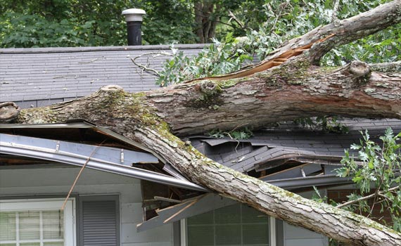 Fallen tree on the roof of a house