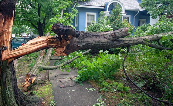 Large tree branch on sidewalk in front of a blue house.
            