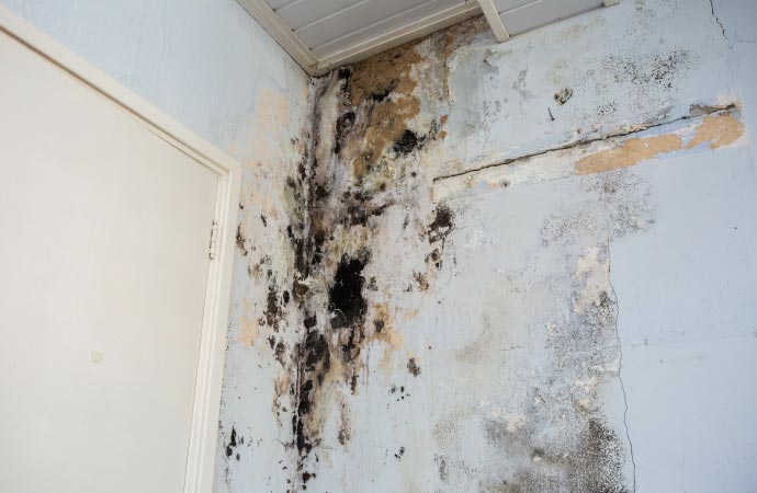 visible mold on wall