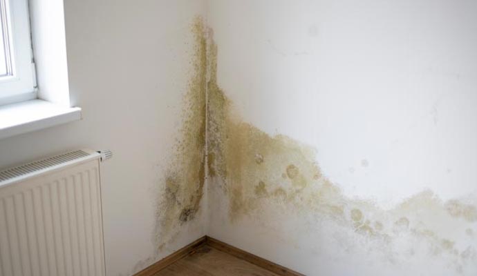 A mold damaged wall