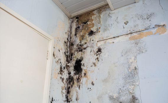 water damage cleanup & mold removal