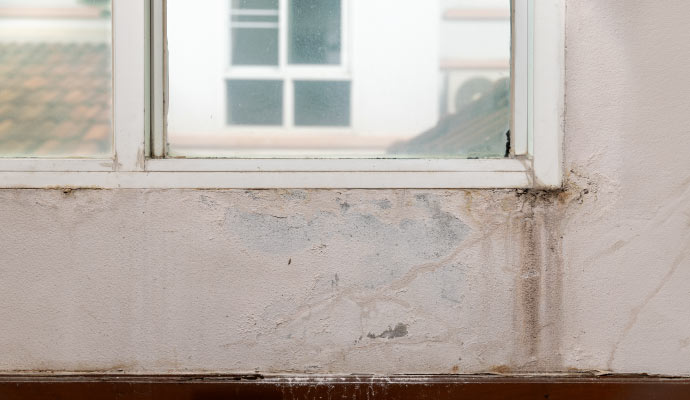 mold growth near window