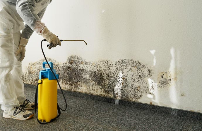 a professional cleaning up mold from a wall