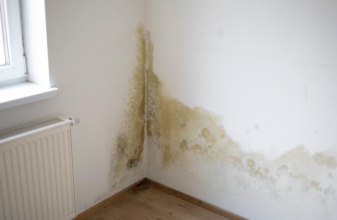 a wall affected by mold