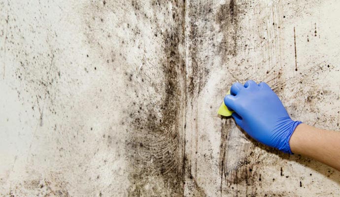 Wall mold removal by professional team, gloves visible